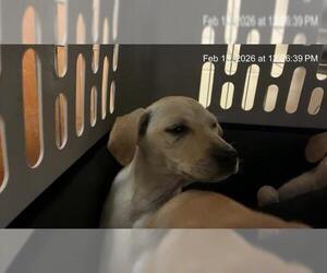 Labrador Retriever Mix Dog for Adoption in Ocala, Florida USA
