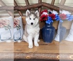 Small #2 Pomsky