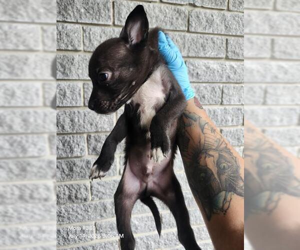 Medium Photo #1 American Staffordshire Terrier-Unknown Mix Puppy For Sale in San Antonio, TX, USA