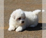 Small Photo #5 Bichon Frise Puppy For Sale in GORDONVILLE, PA, USA