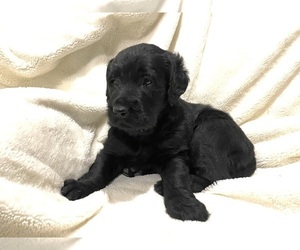 Labradoodle Puppy for sale in FALCONER, NY, USA