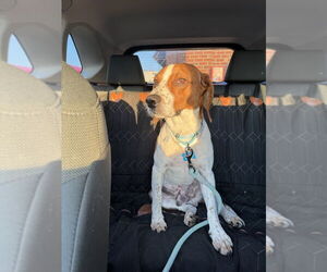 Beagle Dogs for adoption in Springdale, PA, USA