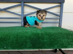 Yorkshire Terrier Puppy for sale in SANTA CLARITA, CA, USA