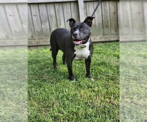 American Pit Bull Terrier-American Staffordshire Terrier Mix Dogs for adoption in Benton, PA, USA