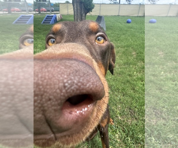 Medium Photo #7 Doberman Pinscher Puppy For Sale in Houston, TX, USA