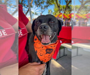 Pug-Unknown Mix Dogs for adoption in San Diego, CA, USA