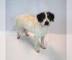 Small #4 Border Collie Mix