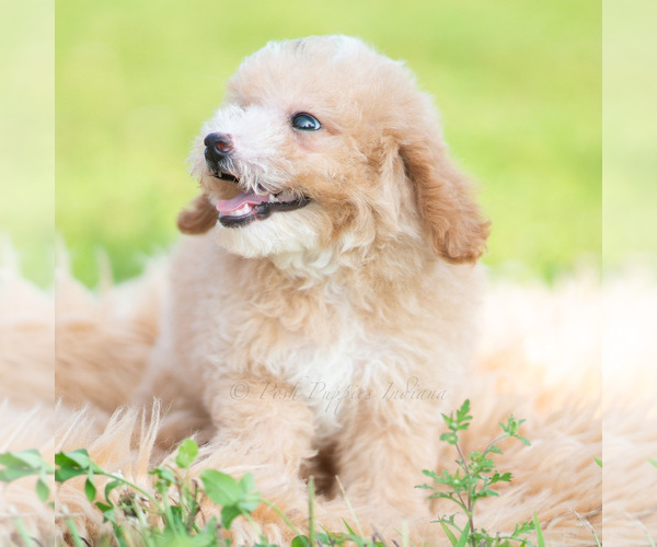 Medium Photo #4 Poodle (Miniature) Puppy For Sale in WARSAW, IN, USA