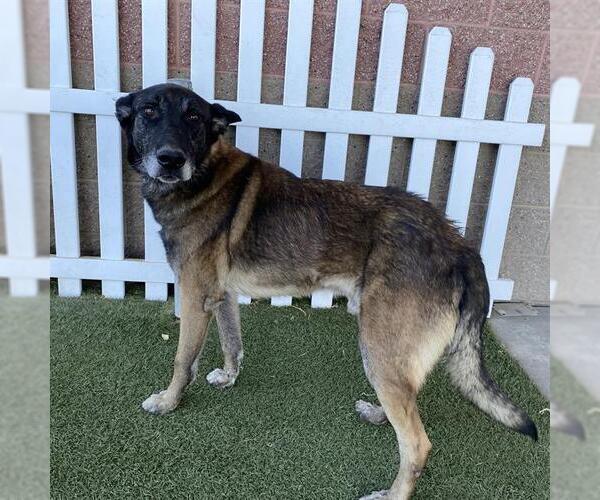 Medium Photo #1 Mutt Puppy For Sale in Modesto, CA, USA