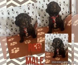 Goldendoodle Puppy for sale in COPELAND, NC, USA