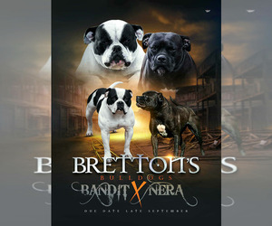 Medium American Bulldog