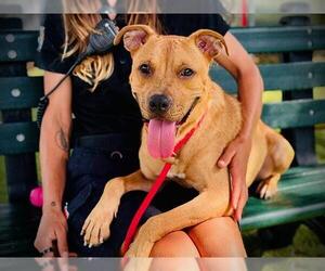 Mutt Dogs for adoption in Orlando, FL, USA
