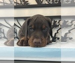 Puppy BLACK Doberman Pinscher