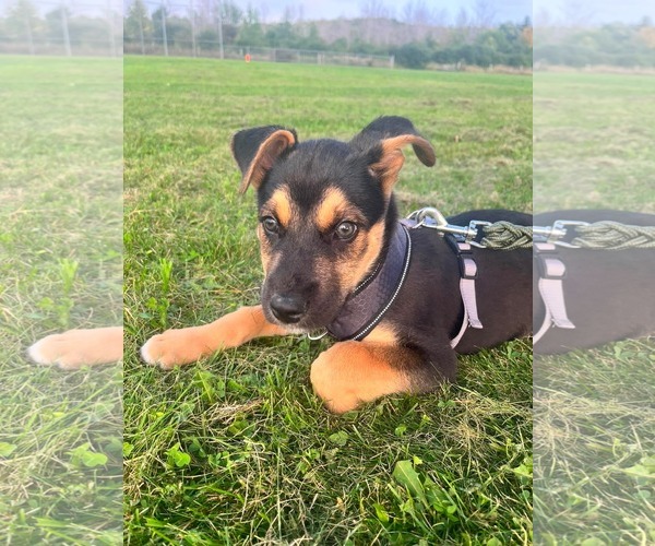 Medium Photo #2 Gerberian Shepsky Puppy For Sale in Oro Medonte, Ontario, Canada