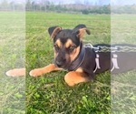 Small #1 Gerberian Shepsky