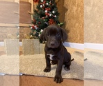 Puppy 2 German Shorthaired Lab
