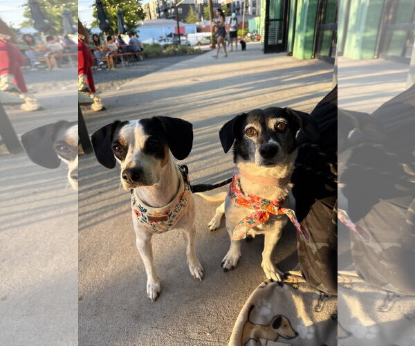 Medium Photo #10 Beagle-Unknown Mix Puppy For Sale in Arlington, VA, USA