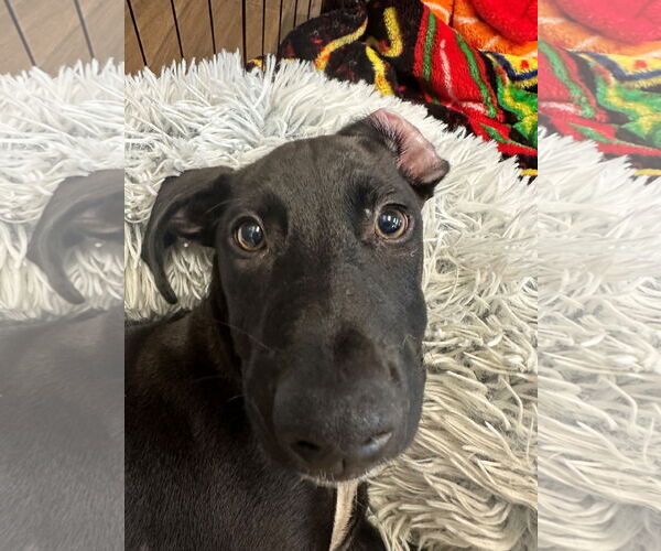 Medium Photo #1 Mutt Puppy For Sale in Hilton Head, SC, USA