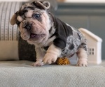 Small #8 French Bulldog