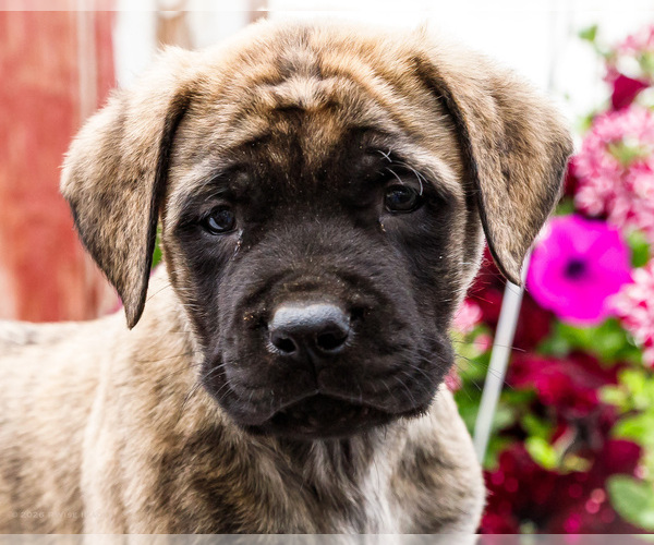 Medium Photo #29 Mastiff Puppy For Sale in WAKARUSA, IN, USA