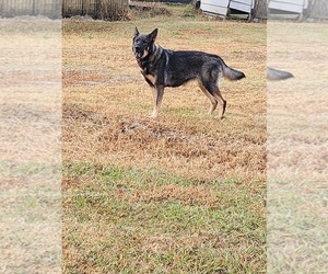 German Shepherd Dog Puppy for sale in STEDMAN, NC, USA