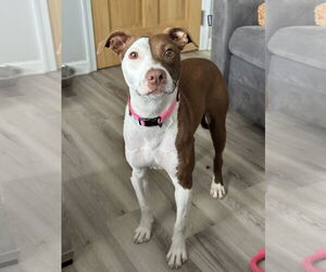 Labrador Retriever-Unknown Mix Dogs for adoption in Rockaway, NJ, USA