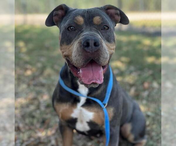 Medium Photo #2 American Pit Bull Terrier Puppy For Sale in Texas City, TX, USA
