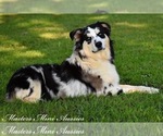 Small Photo #1 Australian Shepherd Puppy For Sale in EASTON, MO, USA