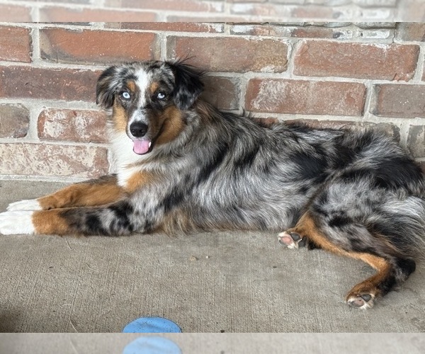 Medium Photo #1 Australian Retriever Puppy For Sale in CORSICANA, TX, USA