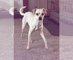 Small #3 Chihuahua Mix