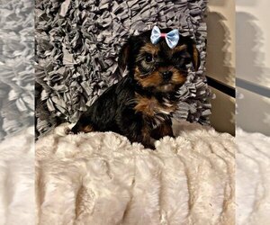 Yorkshire Terrier Puppy for sale in LOCUST GROVE, GA, USA