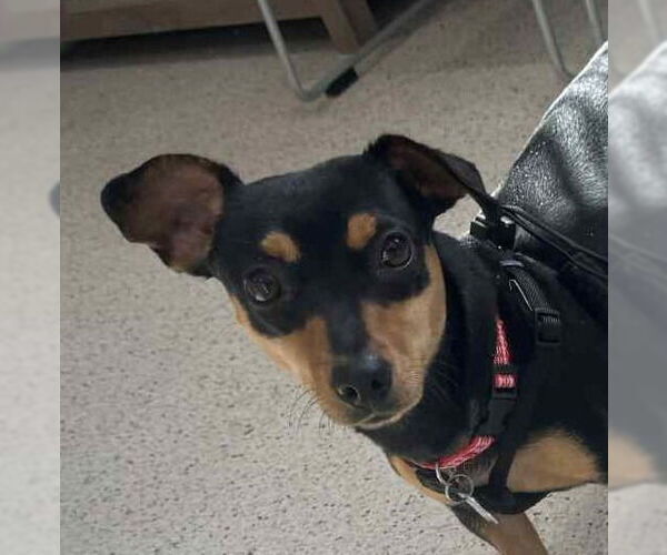 Medium Photo #1 Chiweenie Puppy For Sale in Canton, CT, USA