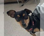 Small Chiweenie
