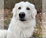 Small #1 Great Pyrenees Mix