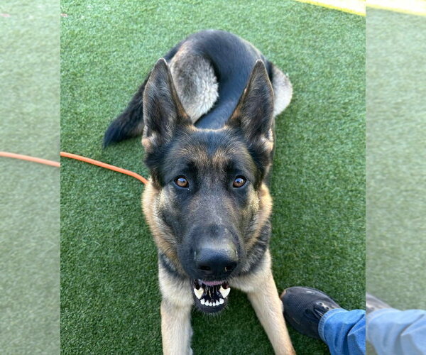 Medium Photo #1 German Shepherd Dog Puppy For Sale in Modesto, CA, USA