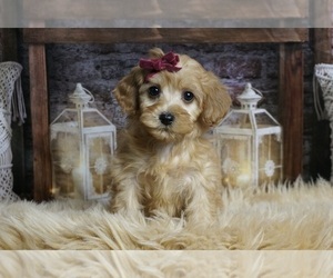 Cavapoo Litter for sale in WARSAW, IN, USA