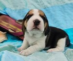 Image preview for Ad Listing. Nickname: AKC Beagles
