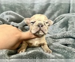 Small #24 French Bulldog