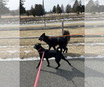 Small #6 Labrador Retriever Mix