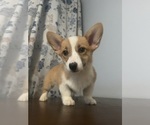 Small Photo #78 Pembroke Welsh Corgi Puppy For Sale in DURHAM, CT, USA