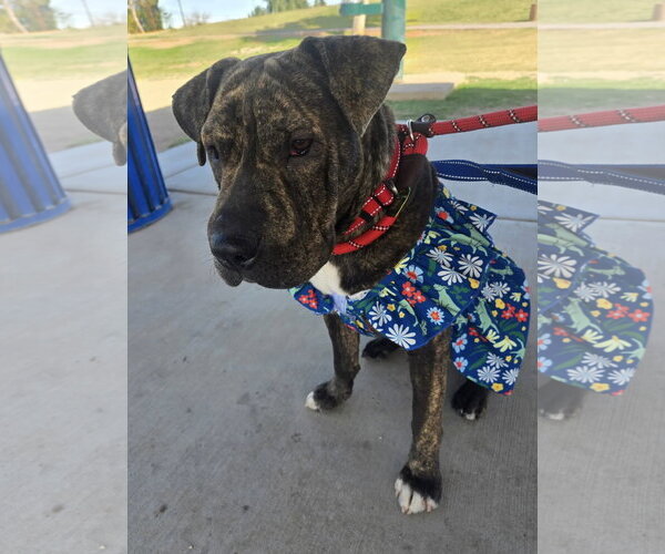 Medium Photo #1 Mutt Puppy For Sale in El Centro, CA, USA