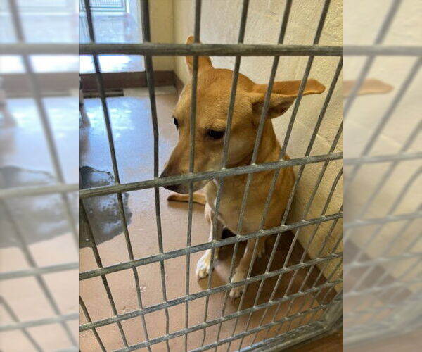 Medium Photo #1 Labrador Retriever-Unknown Mix Puppy For Sale in Texas City, TX, USA