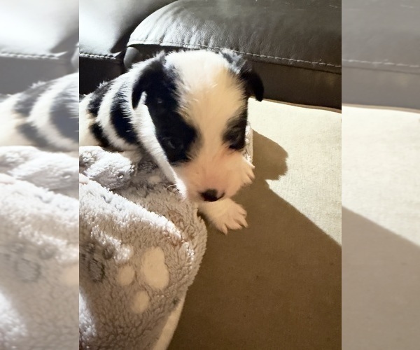 Medium Photo #4 Boston Terrier-Jack Russell Terrier Mix Puppy For Sale in LONDONDERRY, NH, USA