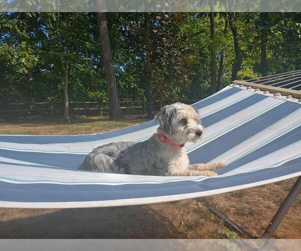 Medium Photo #1 Aussie-Poo Puppy For Sale in HOLMESVILLE, OH, USA