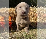 AKC Ready to Go - Female Labrador Retriever Puppy for Sale - Photo #4