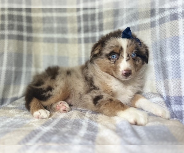 Medium Photo #2 Miniature Australian Shepherd Puppy For Sale in LAKELAND, FL, USA