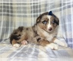 Small #1 Miniature Australian Shepherd