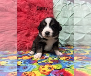 Miniature Australian Shepherd Puppy for sale in WILLIAMS, IA, USA