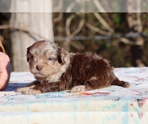 ShihPoo Puppy for sale in DYERSBURG, TN, USA