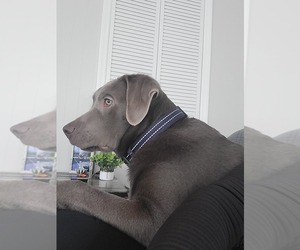 Labrador Retriever Puppy for sale in CRAWFORDSVILLE, IN, USA